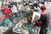 Ilustrasi nelayan saat panen ikan. (Foto: Ist)
