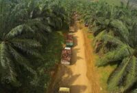 Ilustrasi perkebunan kelapa sawit. (Foto: Ist)