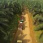 Ilustrasi perkebunan kelapa sawit. (Foto: Ist)