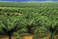 Ilustrasi perkebunan kelapa sawit. (Foto: Ist)