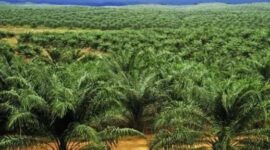 Ilustrasi perkebunan kelapa sawit. (Foto: Ist)