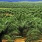 Ilustrasi perkebunan kelapa sawit. (Foto: Ist)