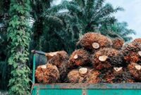 Ilustrasi Tandan Buah Segar (TBS) Sawit. (Foto: Ist)