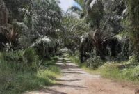 Ilustrasi kebun sawit Desa Batu-batu. (Foto: Ist)