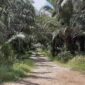 Ilustrasi kebun sawit Desa Batu-batu. (Foto: Ist)