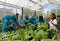 Suasana panen sayur yang dilakukan oleh anggota posyandu matahari bersama anggota kelompok wanita tani. (Foto: Ist)