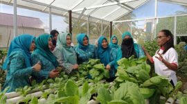Suasana panen sayur yang dilakukan oleh anggota posyandu matahari bersama anggota kelompok wanita tani. (Foto: Ist)