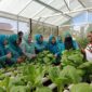 Suasana panen sayur yang dilakukan oleh anggota posyandu matahari bersama anggota kelompok wanita tani. (Foto: Ist)