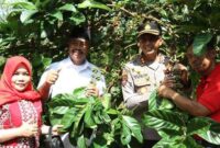 Bupati Edi Damansyah saat mengunjungi lahan perkebunan kopi di Desa Perangat Baru. (Foto: Ist)