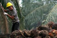 Lahan pertanian kelapa sawit. (Foto: Ist)