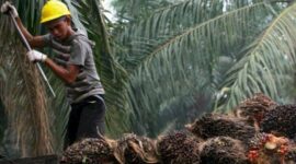 Lahan pertanian kelapa sawit. (Foto: Ist)