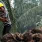 Lahan pertanian kelapa sawit. (Foto: Ist)