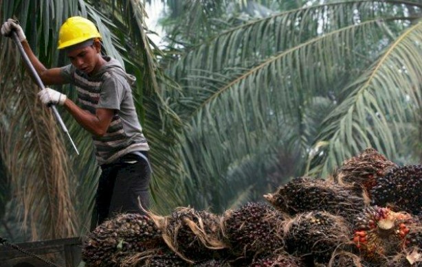 Lahan pertanian kelapa sawit. (Foto: Ist)