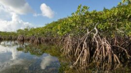 Hutan Mangrove. (Foto: Ist)