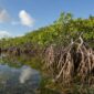 Hutan Mangrove. (Foto: Ist)