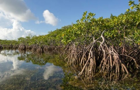 Hutan Mangrove. (Foto: Ist)