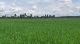 Ilustrasi kawasan pertanian di Tenggarong Sebrang. (Foto: Ist)