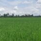 Ilustrasi kawasan pertanian di Tenggarong Sebrang. (Foto: Ist)