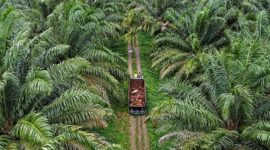 Ilustrasi Perkebunan Kelapa Sawit. (Foto: Ist)