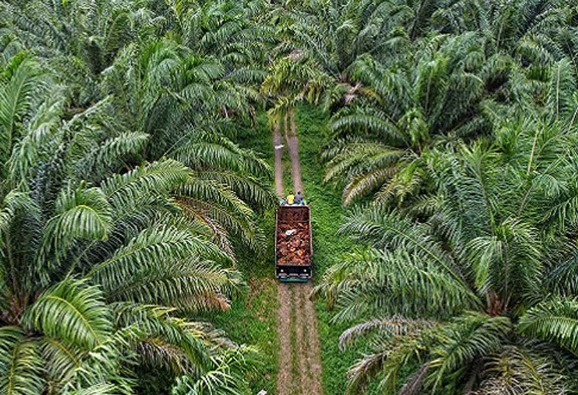 Ilustrasi Perkebunan Kelapa Sawit. (Foto: Ist)