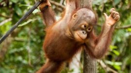 Ilustrasi orangutan. (Foto: Ist)