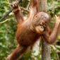 Ilustrasi orangutan. (Foto: Ist)