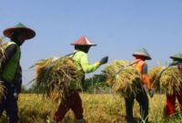 Ilustrasi kawasan pertanian di Desa Jembayan. (Foto: Ist)