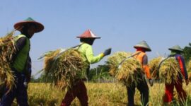 Ilustrasi kawasan pertanian di Desa Jembayan. (Foto: Ist)