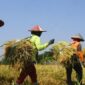 Ilustrasi kawasan pertanian di Desa Jembayan. (Foto: Ist)