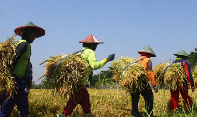 Ilustrasi kawasan pertanian di Desa Jembayan. (Foto: Ist)