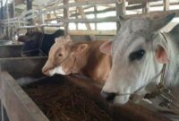 Ilustrasi hewan ternak sapi dan kambing. (Foto: Ist)