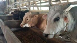 Ilustrasi hewan ternak sapi dan kambing. (Foto: Ist)