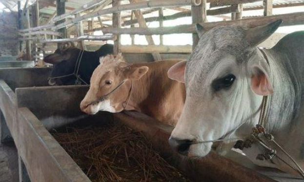Ilustrasi hewan ternak sapi dan kambing. (Foto: Ist)