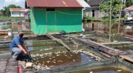 Ilustrasi tambak ikan. (Foto: Ist)