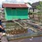 Ilustrasi tambak ikan. (Foto: Ist)