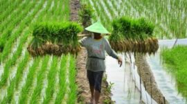 Ilustrasi kawasan pertanian terintegrasi di Kecamatan Muara Kaman. (Foto: Ist)