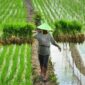 Ilustrasi kawasan pertanian terintegrasi di Kecamatan Muara Kaman. (Foto: Ist)