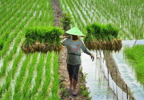 Ilustrasi kawasan pertanian terintegrasi di Kecamatan Muara Kaman. (Foto: Ist)
