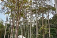 Ilustrasi objek wisata di kawasan kehutanan. (Foto: Ist)