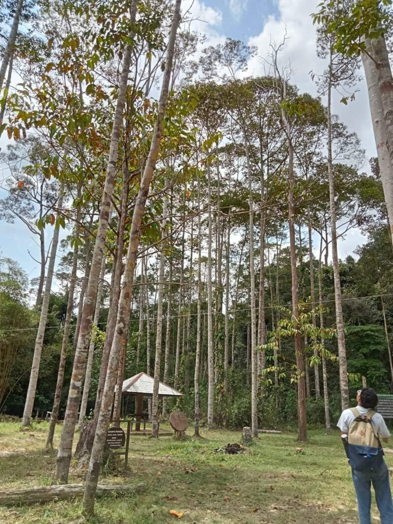 Ilustrasi objek wisata di kawasan kehutanan. (Foto: Ist)