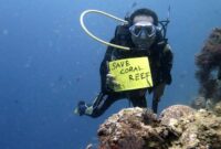 Upaya perawatan terumbu karang di wilayah perairan Pulau Pangempang, Desa Tanjung Limau. (Foto: Ist)