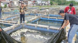 Ilustrasi Pembudidaya ikan di Desa Purwajaya. (Foto: Ist)