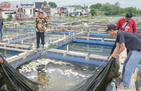Ilustrasi Pembudidaya ikan di Desa Purwajaya. (Foto: Ist)