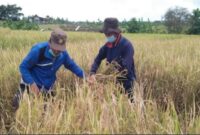 Ilustrasi pertanian. (Foto: Ist)