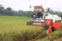 Ilustrasi Pertanian. (Foto: Ist)