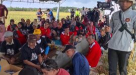 Potret kegiatan panen padi organik di Desa Bangun Rejo, Kecamatan Tenggarong Seberang. (Foto: Ist)