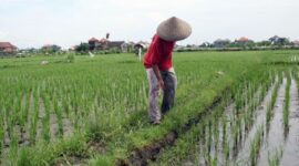 Ilustrasi lahan pertanian di Kukar. (Foto: Ist)