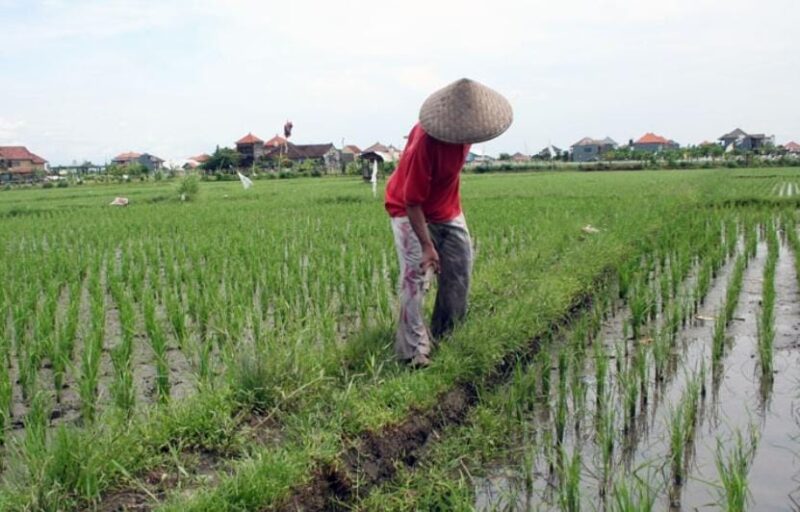 Ilustrasi lahan pertanian di Kukar. (Foto: Ist)