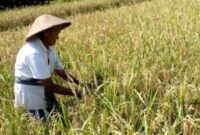 ilustrasi pertanian. (Foto: Ist)