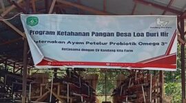 Ilustrasi peternakan ayam petelur. (Foto: Ist)